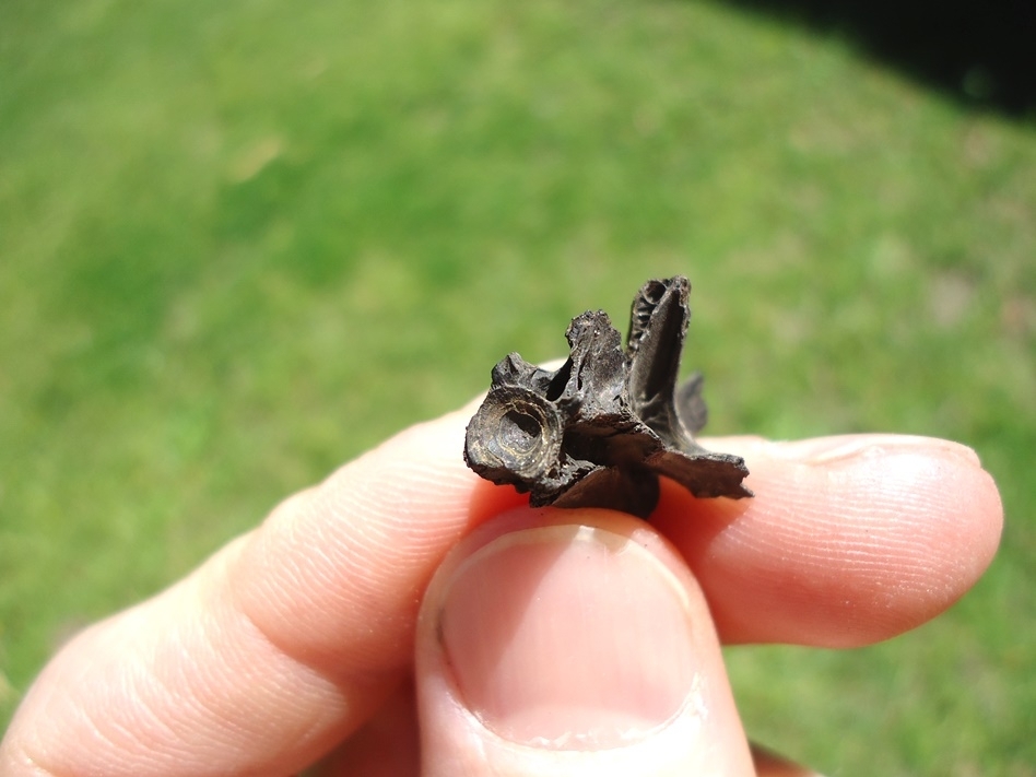 Large image 3 Beyond Rare Fresh Water Eel Vertebra