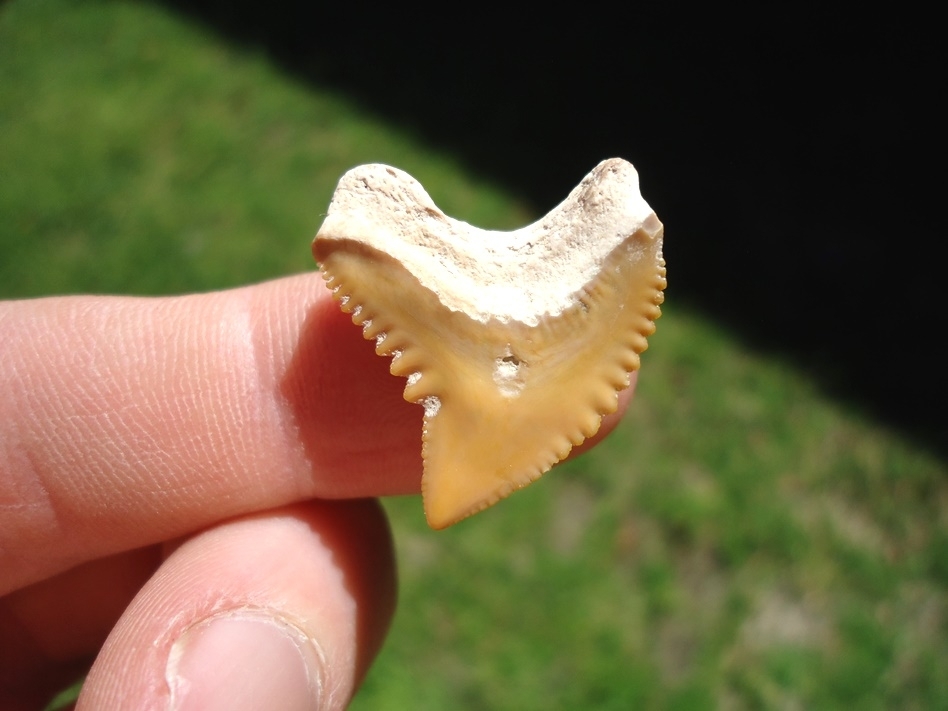 Large image 1 Colorful Tiger Shark Tooth from Bone Valley