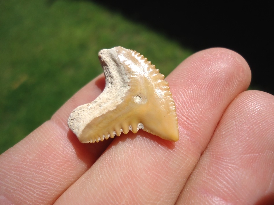 Large image 3 Colorful Tiger Shark Tooth from Bone Valley