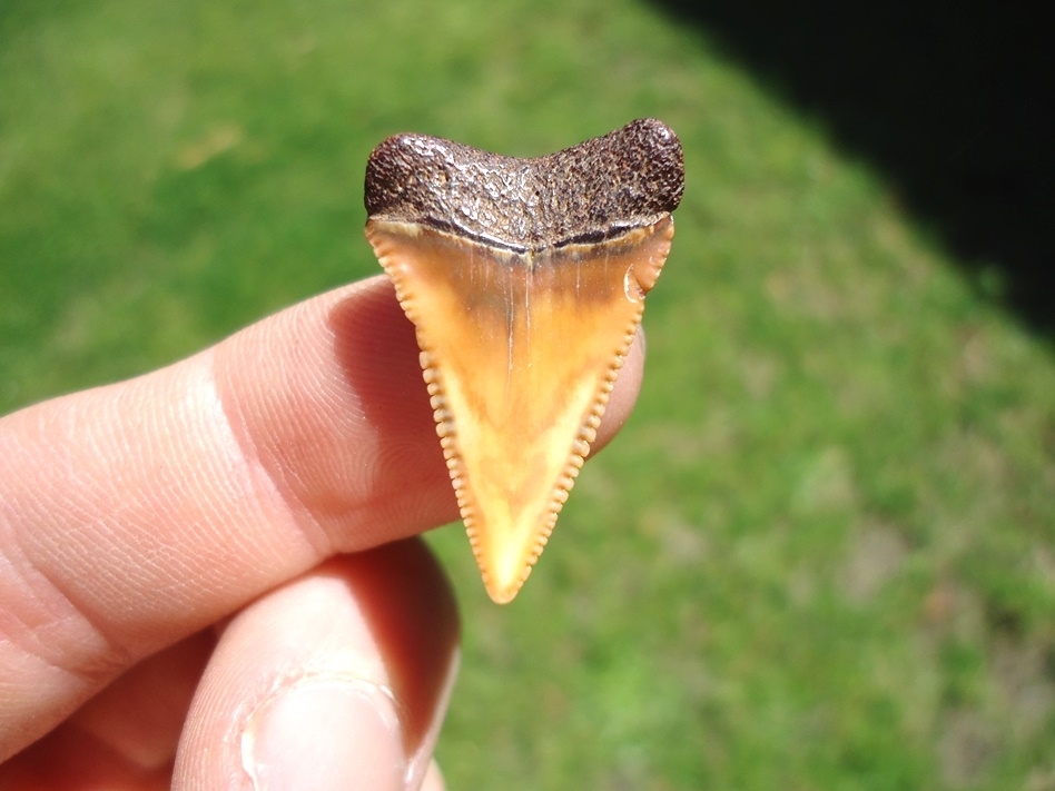 Large image 1 Stunningly Colorful Great White Shark Tooth