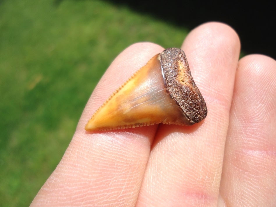 Large image 2 Stunningly Colorful Great White Shark Tooth
