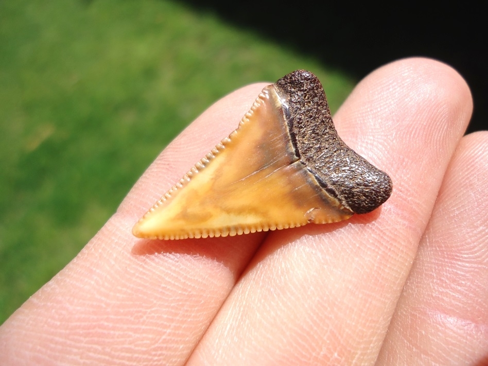 Large image 3 Stunningly Colorful Great White Shark Tooth