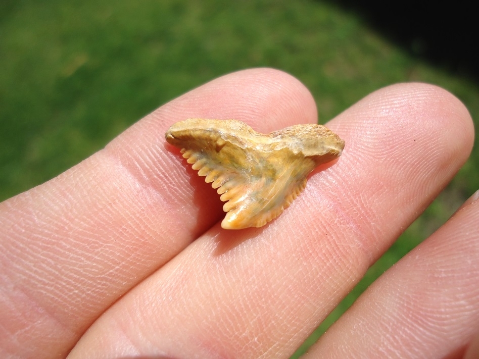 Large image 1 Unique Pathological Bone Valley Hemipristis Shark Tooth