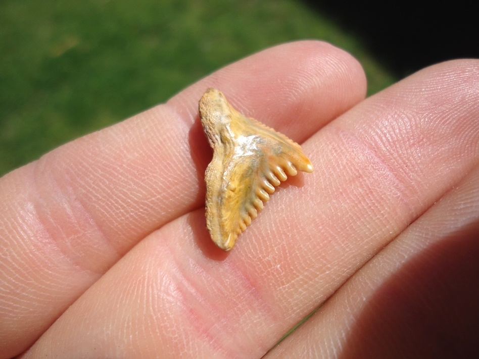 Large image 3 Unique Pathological Bone Valley Hemipristis Shark Tooth