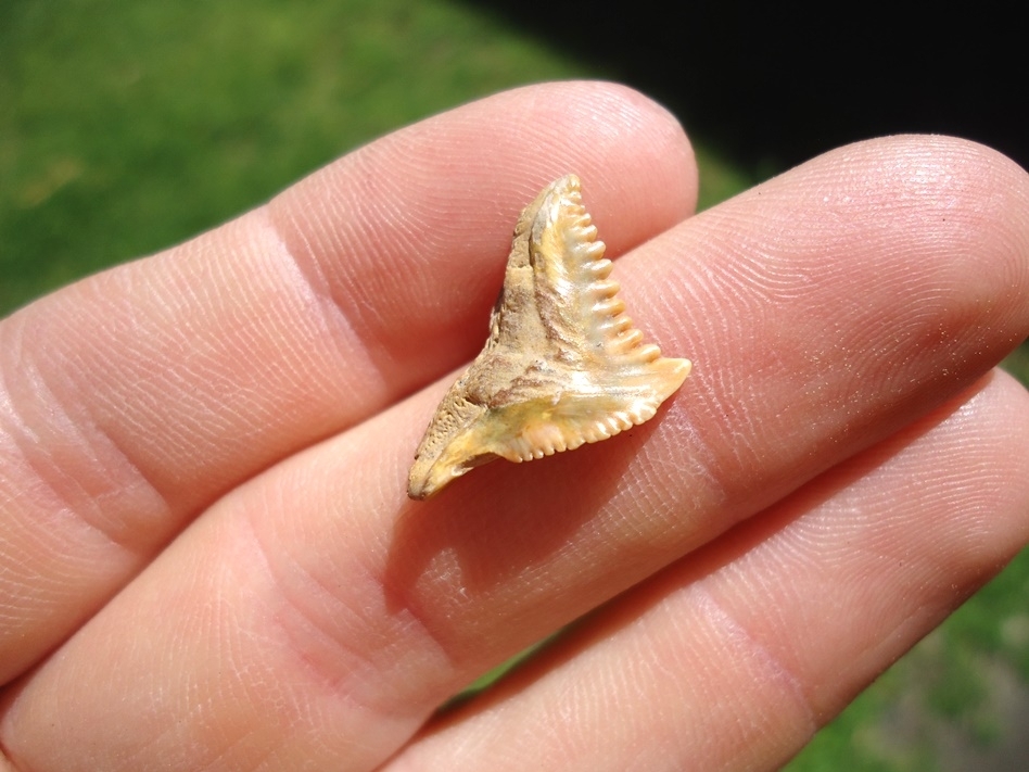 Large image 4 Unique Pathological Bone Valley Hemipristis Shark Tooth
