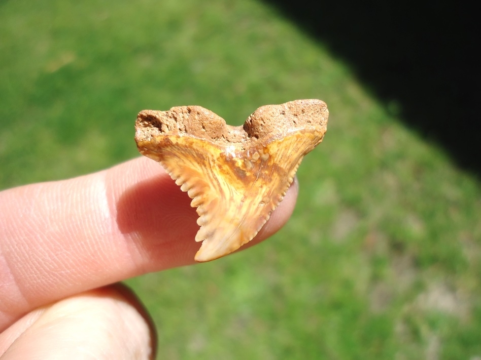 Large image 1 Super Colorful Bone Valley Hemipristis Shark Tooth