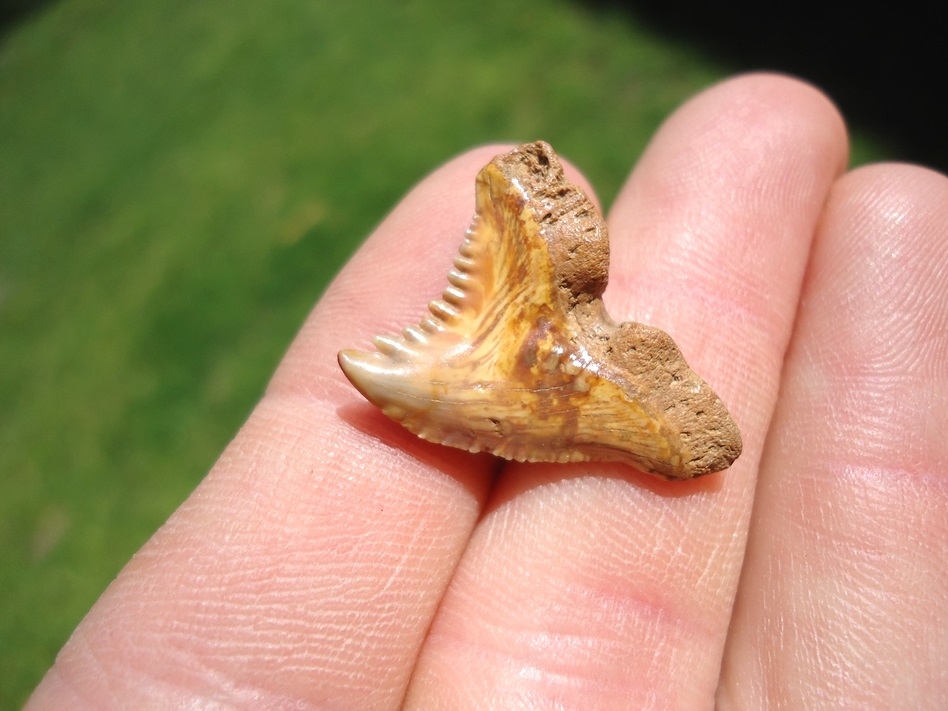 Large image 2 Super Colorful Bone Valley Hemipristis Shark Tooth