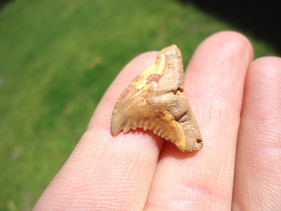 Large image 3 Super Colorful Bone Valley Hemipristis Shark Tooth