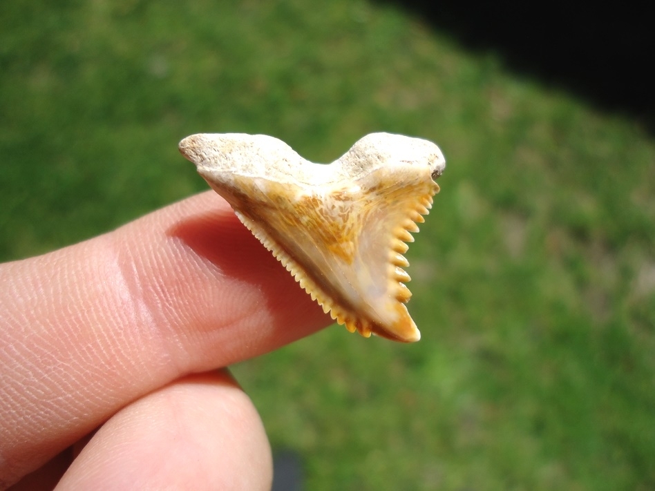 Large image 1 Super Colorful Bone Valley Hemipristis Shark Tooth