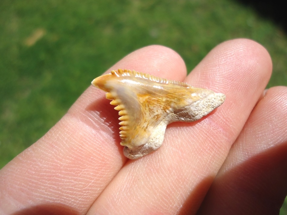 Large image 2 Super Colorful Bone Valley Hemipristis Shark Tooth
