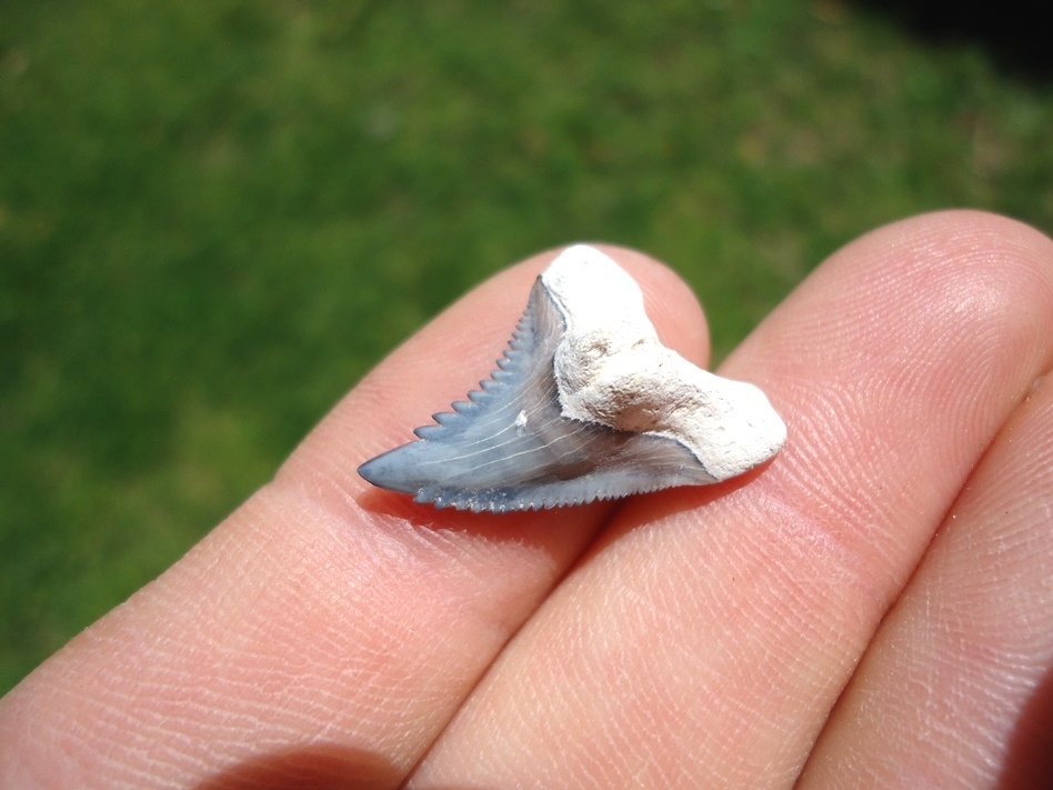 Large image 2 Super Colorful Bone Valley Hemipristis Shark Tooth