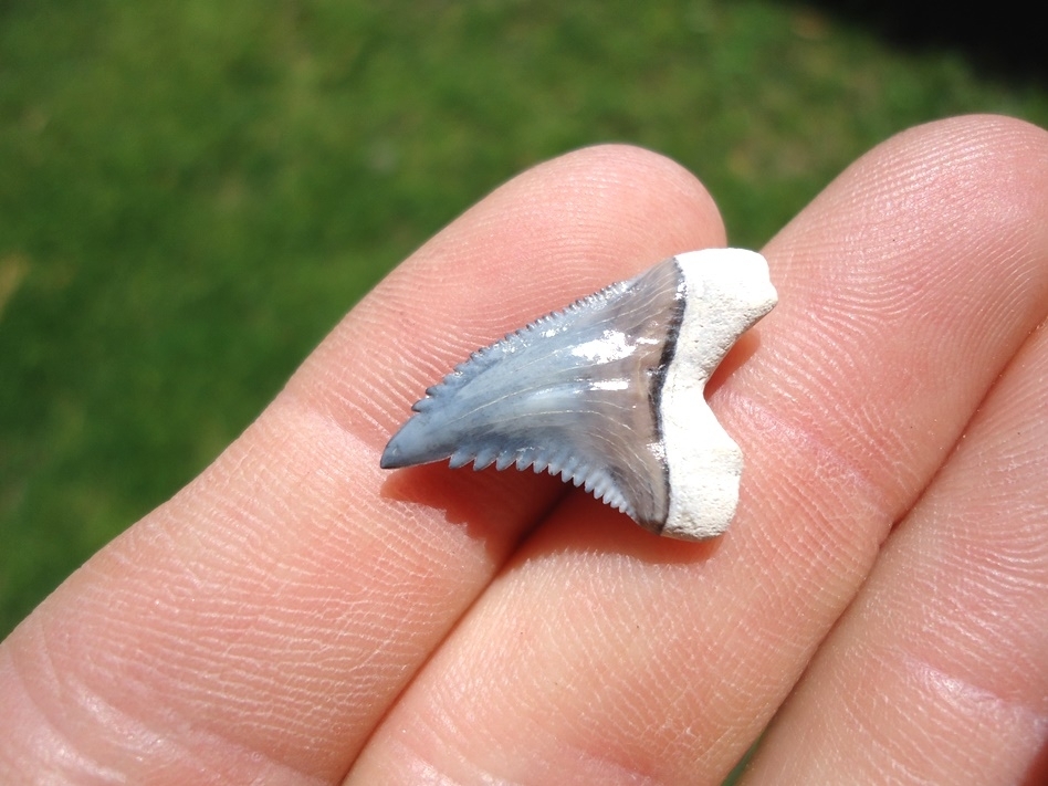 Large image 3 Super Colorful Bone Valley Hemipristis Shark Tooth