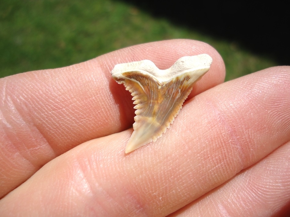 Large image 1 Super Colorful Bone Valley Hemipristis Shark Tooth