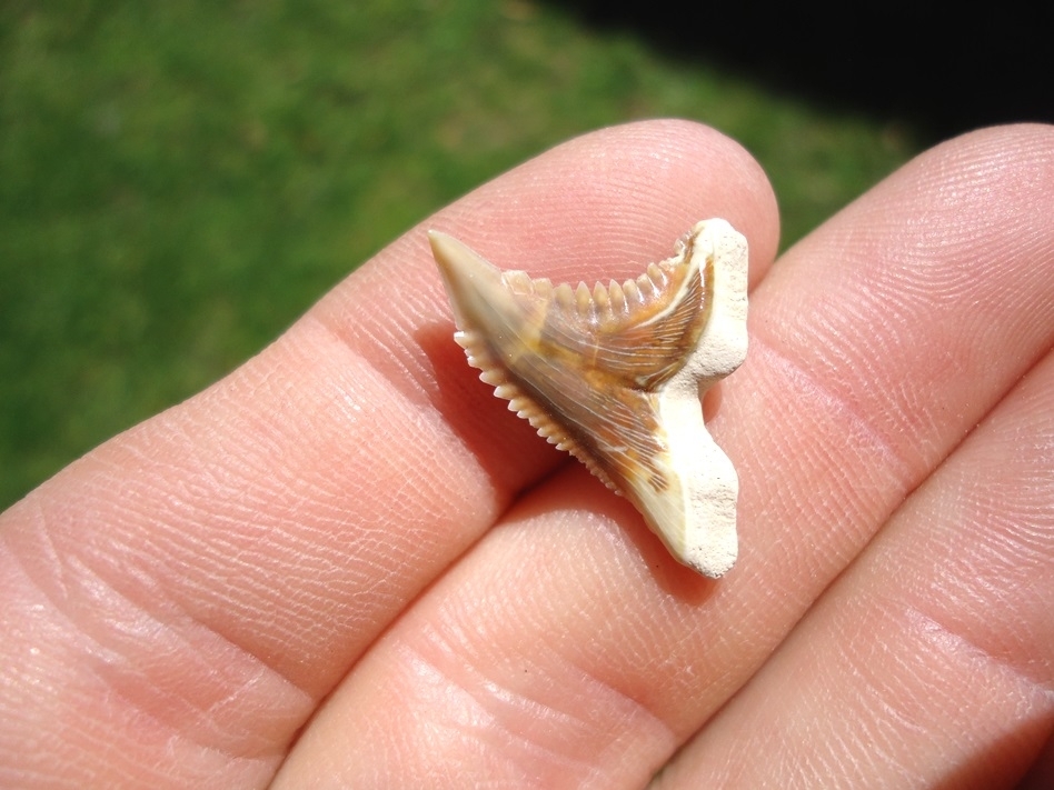 Large image 2 Super Colorful Bone Valley Hemipristis Shark Tooth