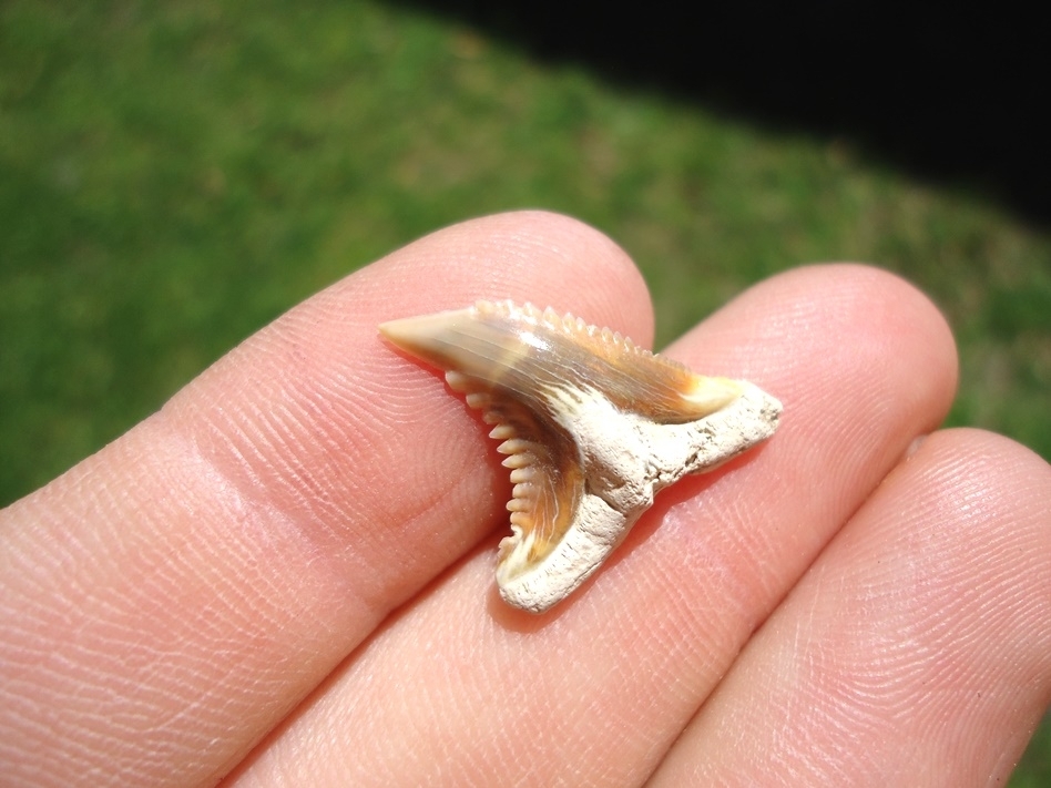 Large image 3 Super Colorful Bone Valley Hemipristis Shark Tooth