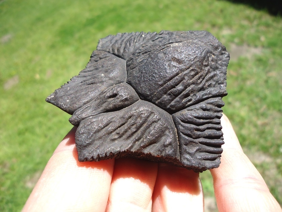 Large image 1 Top Quality Turtle Nuchal Scute