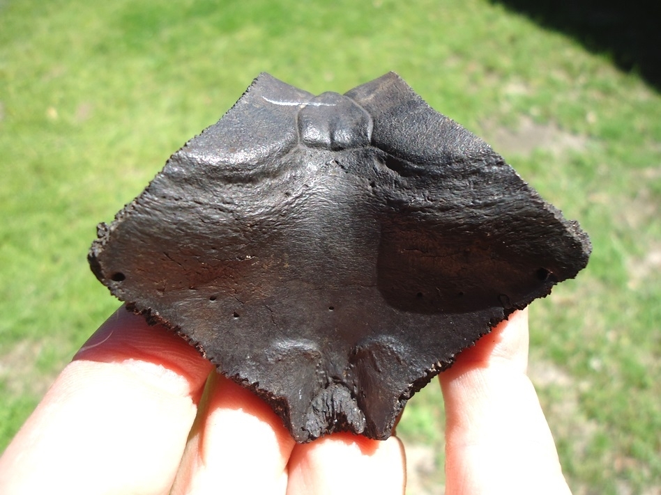 Large image 2 Top Quality Turtle Nuchal Scute