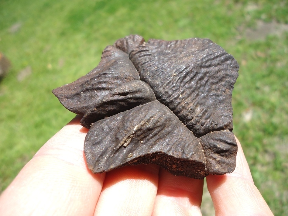 Large image 1 Top Quality Turtle Nuchal Scute