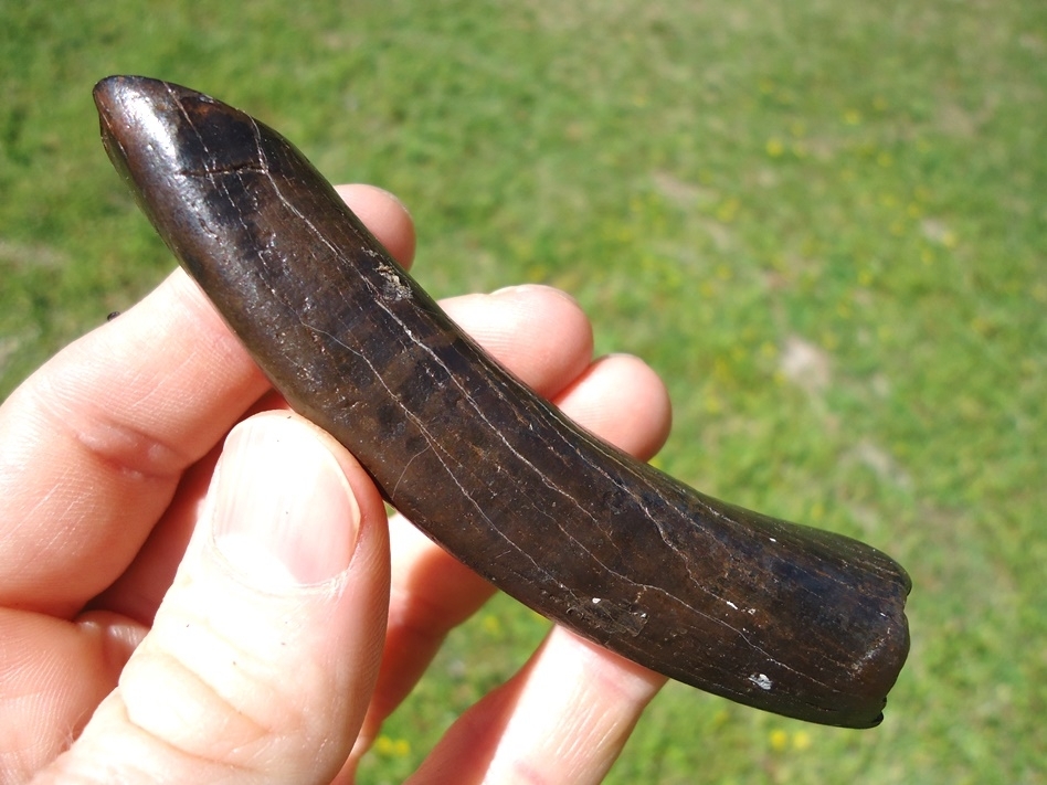 Large image 2 Bizarre Pathological Sloth Canine