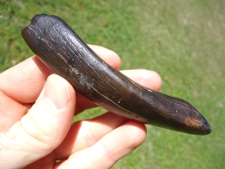 Large image 5 Bizarre Pathological Sloth Canine