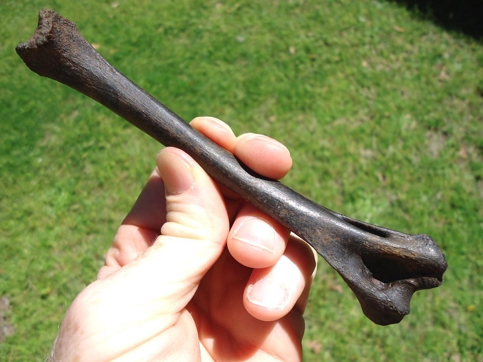 Large image 1 Rare Bobcat Humerus