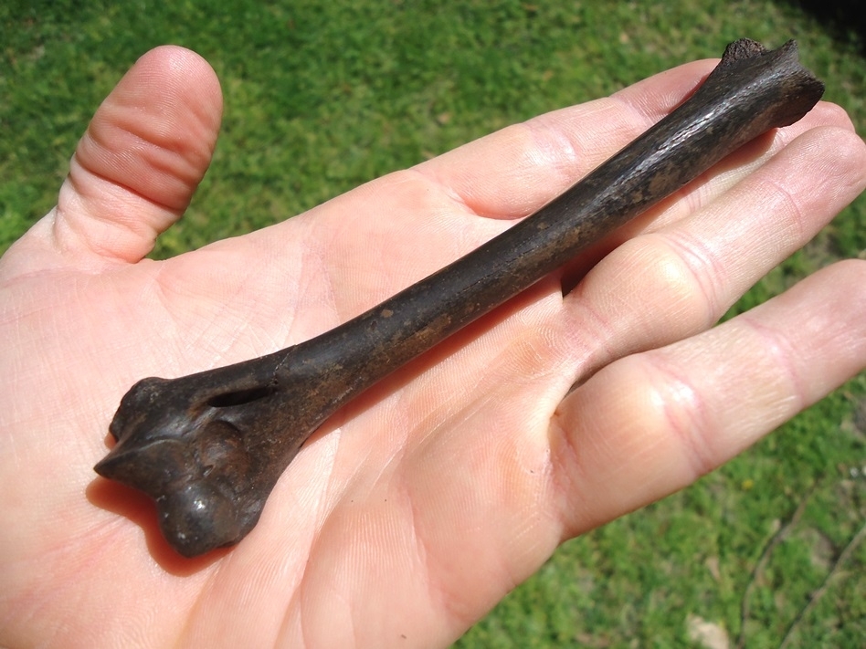 Large image 2 Rare Bobcat Humerus