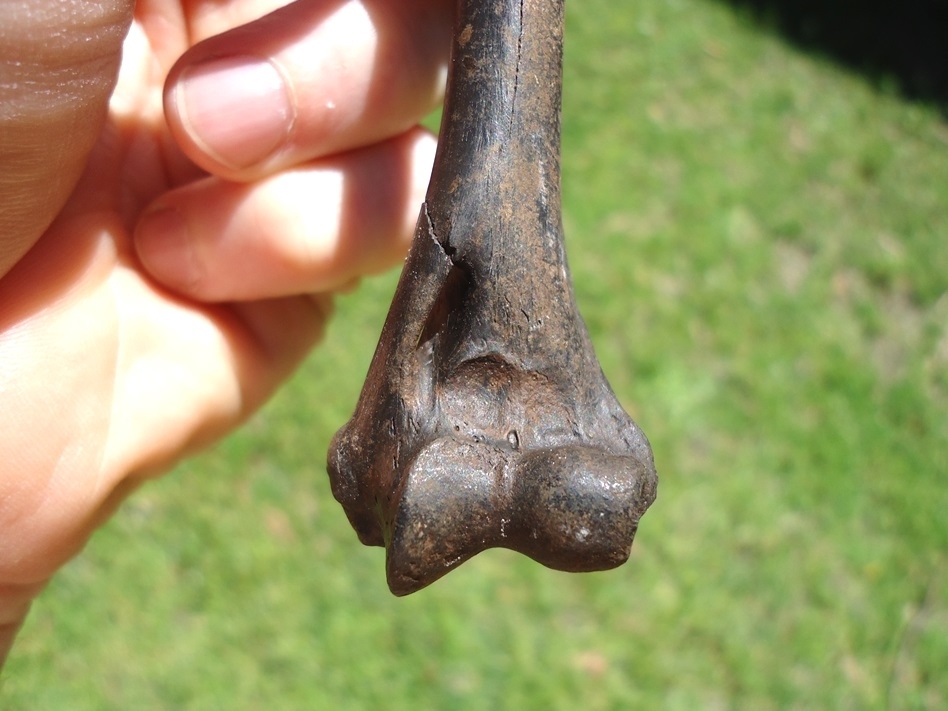 Large image 4 Rare Bobcat Humerus