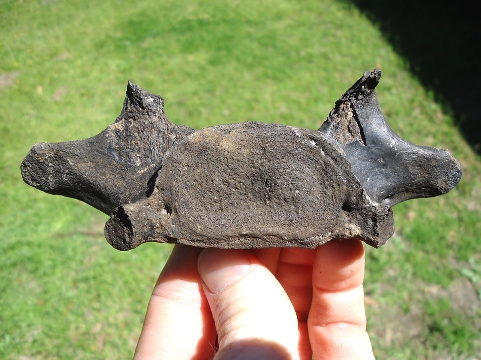 Large image 1 Excellent Manatee Cervical Vertebra