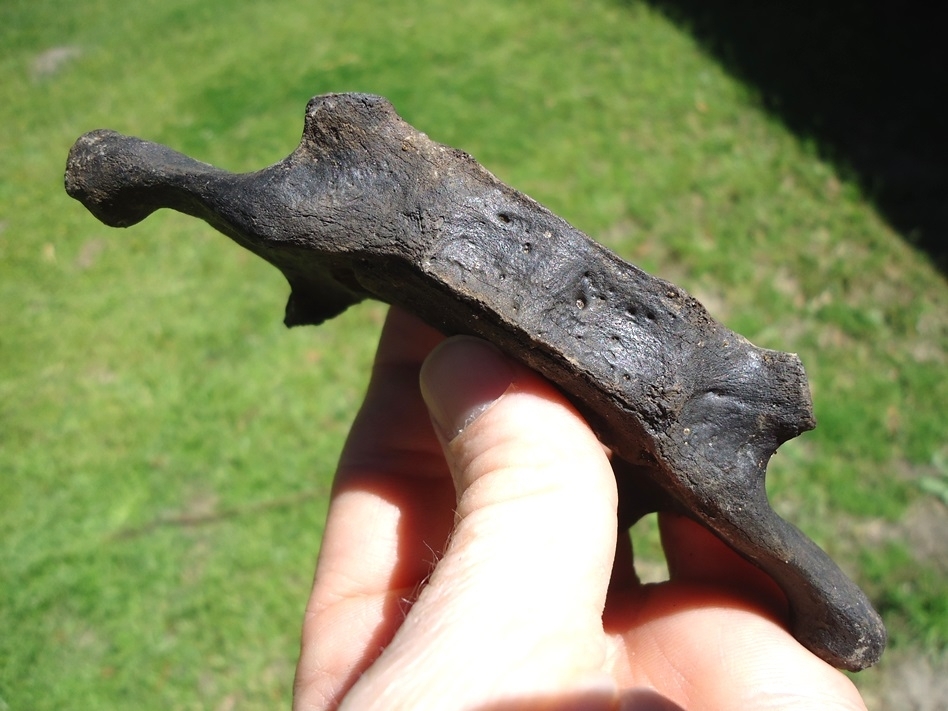 Large image 2 Excellent Manatee Cervical Vertebra