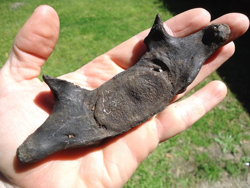 Large image 3 Excellent Manatee Cervical Vertebra