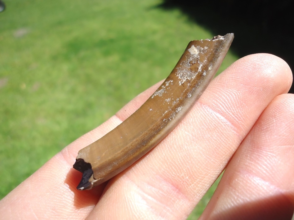 Large image 1 Attractive Section of Capybara Incisor