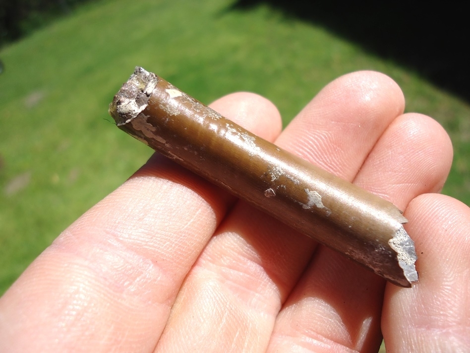 Large image 2 Attractive Section of Capybara Incisor