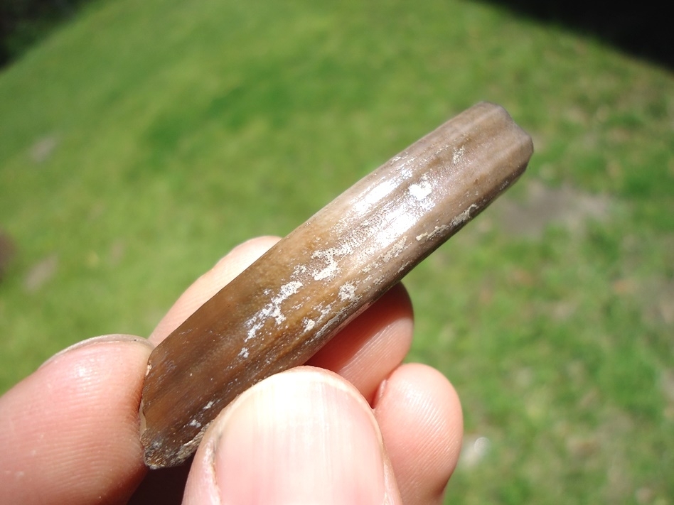 Large image 3 Attractive Section of Capybara Incisor