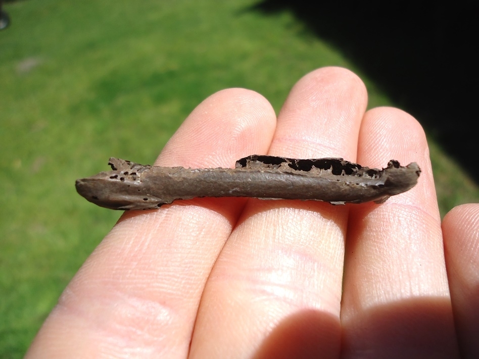 Large image 2 Bizarre Long Bird Cervical Vertebra