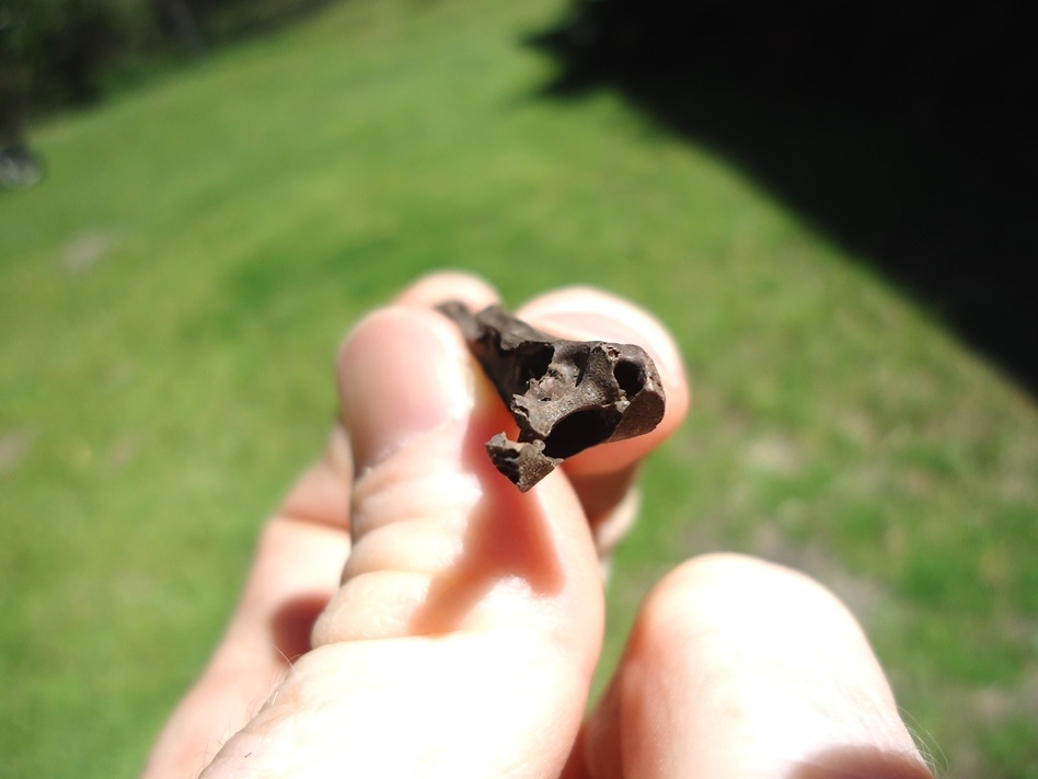 Large image 3 Bizarre Long Bird Cervical Vertebra