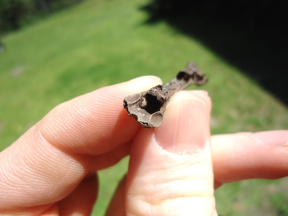 Large image 4 Bizarre Long Bird Cervical Vertebra