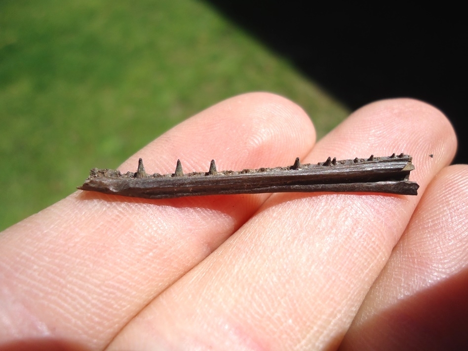 Large image 1 Baby Long Nose Gar Mandible with Teeth