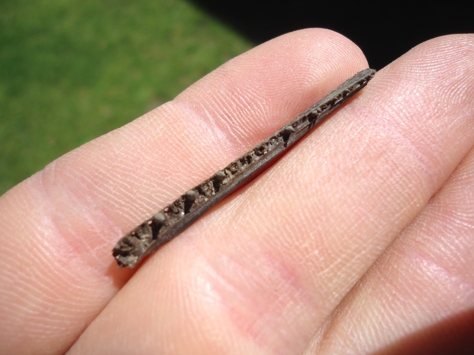 Large image 2 Baby Long Nose Gar Mandible with Teeth