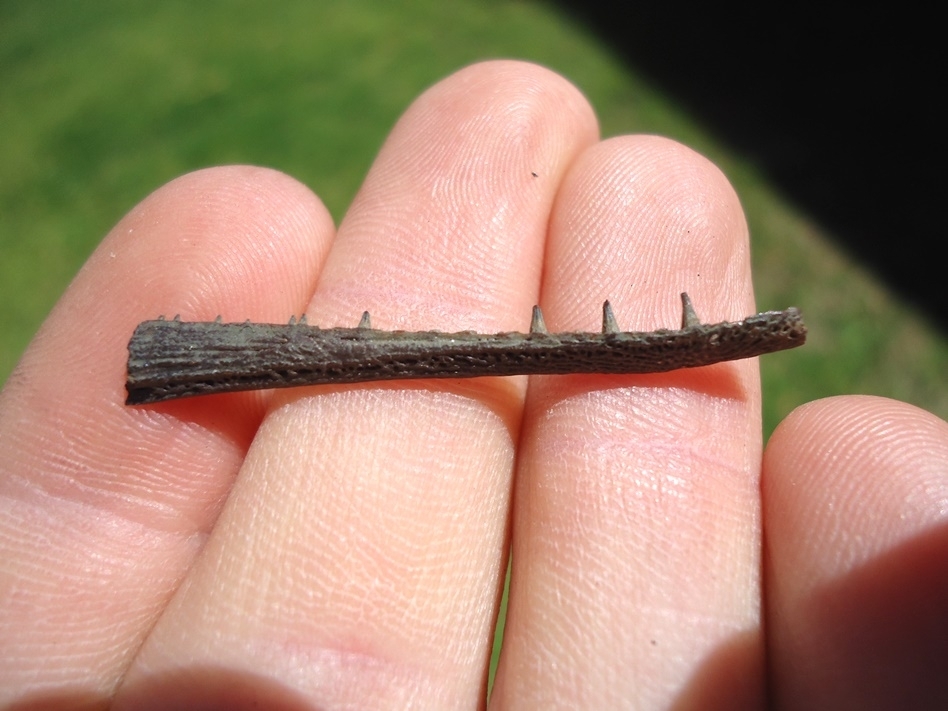 Large image 3 Baby Long Nose Gar Mandible with Teeth