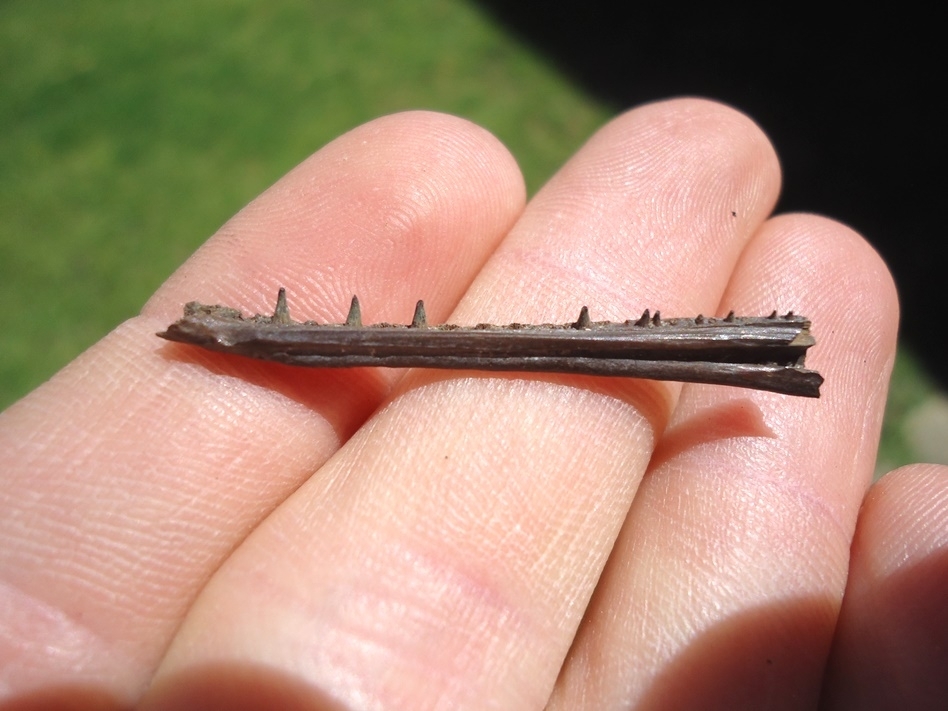 Large image 4 Baby Long Nose Gar Mandible with Teeth