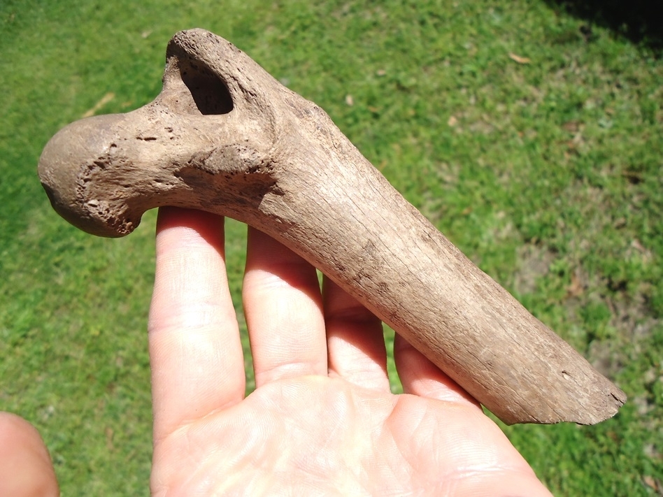 Large image 1 Very Rare Panther Femur