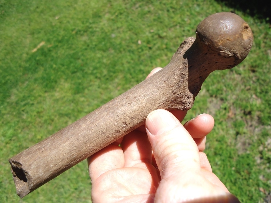 Large image 2 Very Rare Panther Femur
