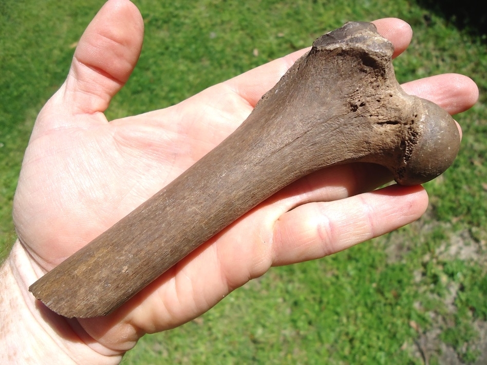 Large image 3 Very Rare Panther Femur