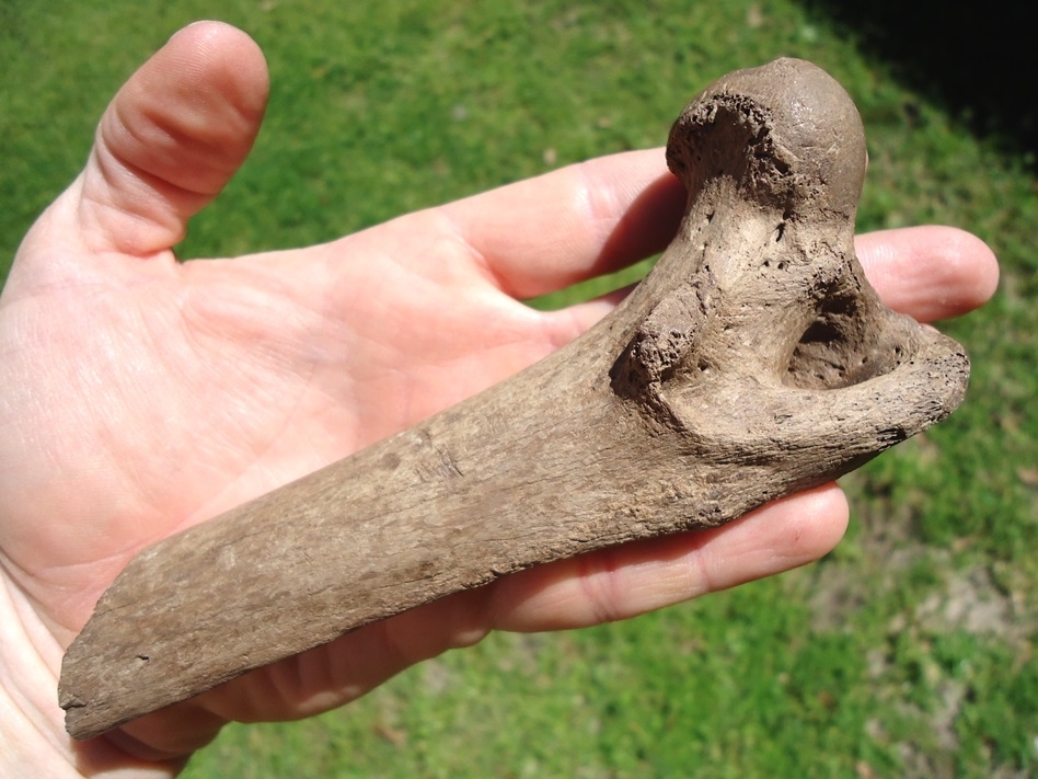 Large image 4 Very Rare Panther Femur