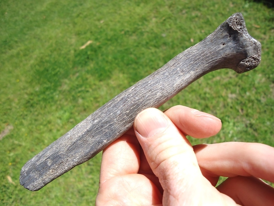 Large image 1 Very Rare Jaguar Radius