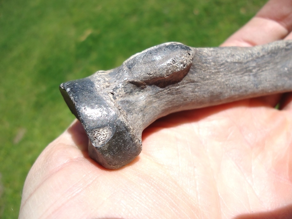 Large image 3 Very Rare Jaguar Radius