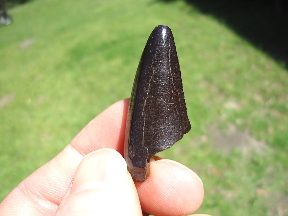 Large image 1 Glossy Black Jaguar Canine Tip