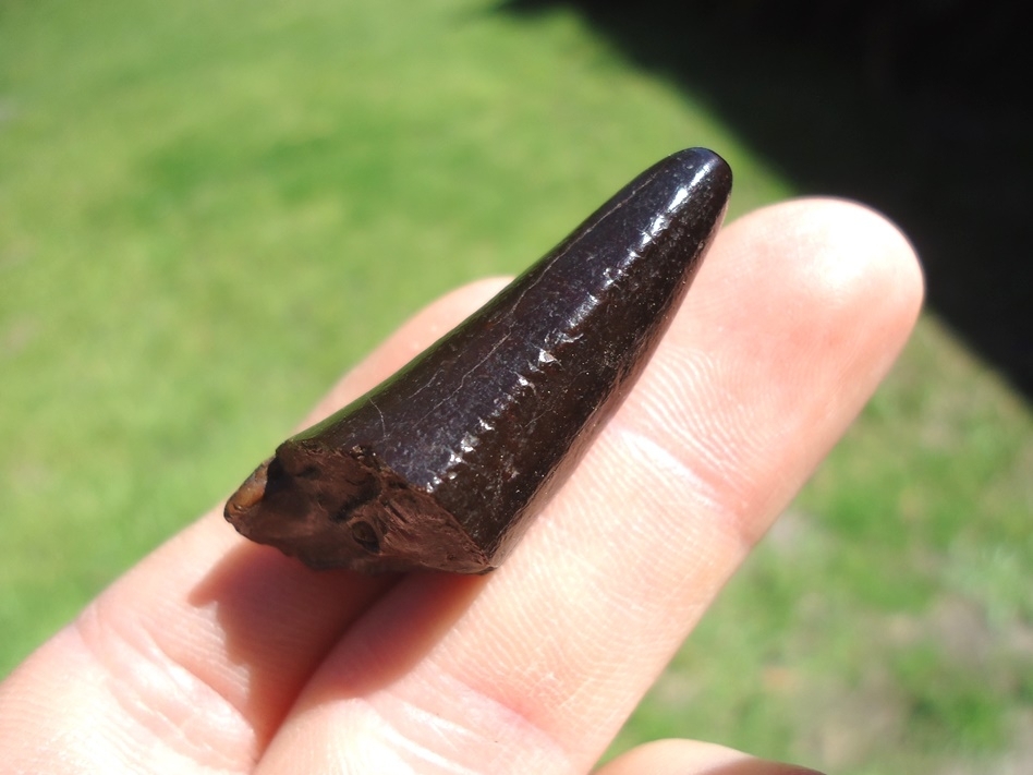 Large image 2 Glossy Black Jaguar Canine Tip