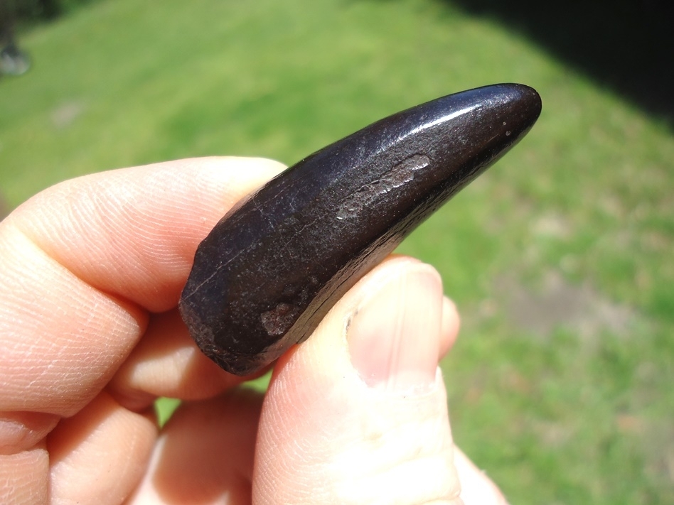 Large image 3 Glossy Black Jaguar Canine Tip