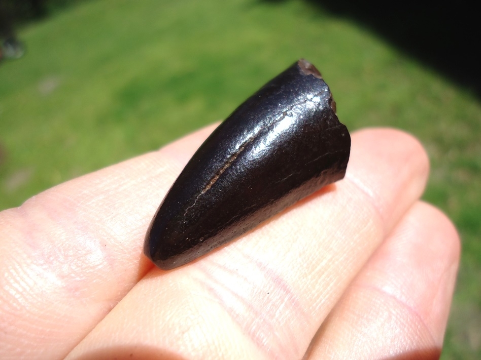 Large image 4 Glossy Black Jaguar Canine Tip